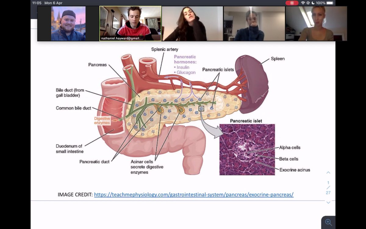 Great session today with the first year medical students <a href="/UCC/">UCC Ireland</a> teaching about Growth Hormone/IGF-1 and Pancreatic Enzymes w <a href="/hatenayward/">hatenayward</a>. Already quarantine day 11, time is flying! #COVID19 #Quaranteaching #StayHomeSaveLives #MedEd