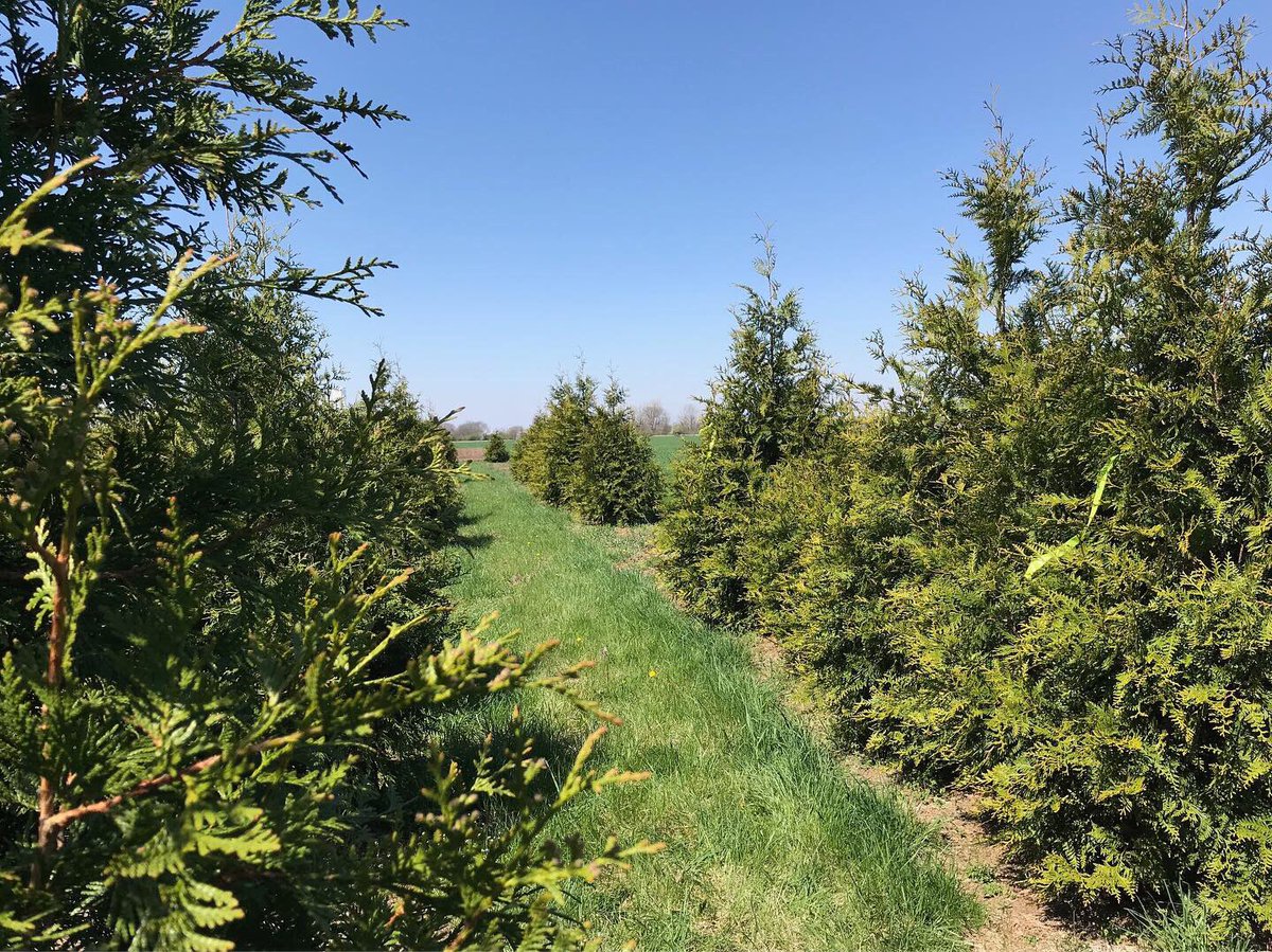How’s this for “social distancing?” Doug spent the afternoon enjoying the outdoors responsibly while tagging some great trees for our <a href="/ccicanine/">Canine Companions®</a> New Albany Campus project. 🌲🌲🌲#socialdistancing #treetagging #thisislandscapearchitecture #splitrailnursery #rhoadsfarm #edgela