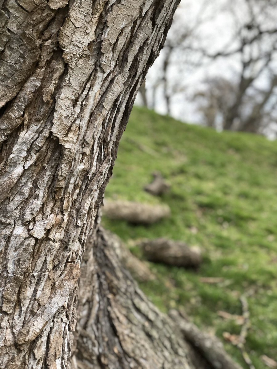 L’il walk away from everyone, just me &amp; my thoughts. Clear mind, prayers for the health &amp; safety of family, friends &amp; the world as a whole. Be selfLESS &amp; let’s beat this pandemic learn from it &amp; grow stronger! #nature #backtonature #unite #beselfless #staypositive #MrTsTips #MrT