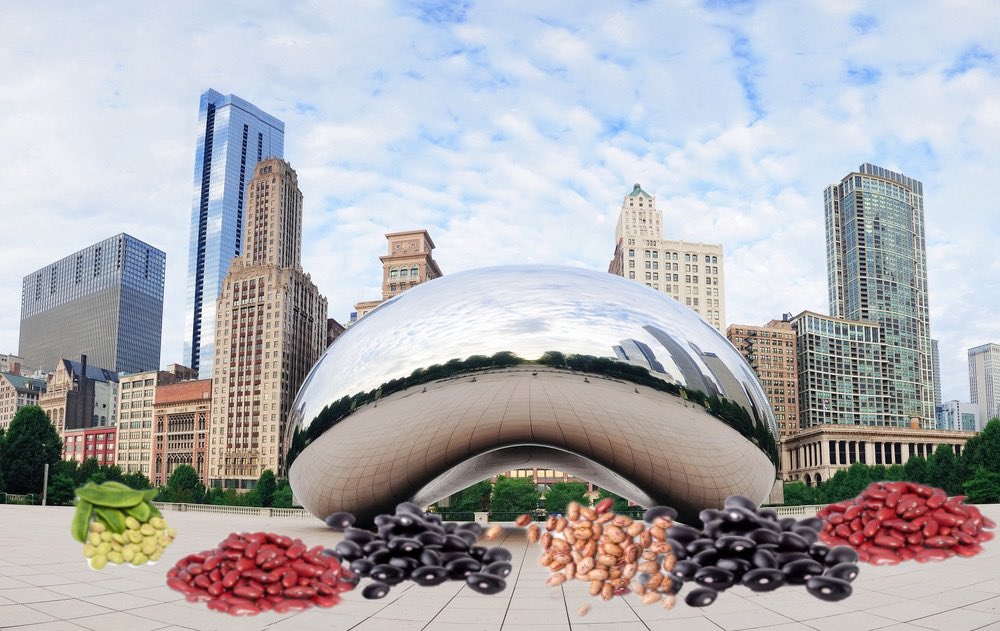 CaseyIwanski's tweet image. Wow. This is Chicago, IL where the bean’s babies have finally returned after not being seen for over 100 years. The earth is healing, we are the virus.