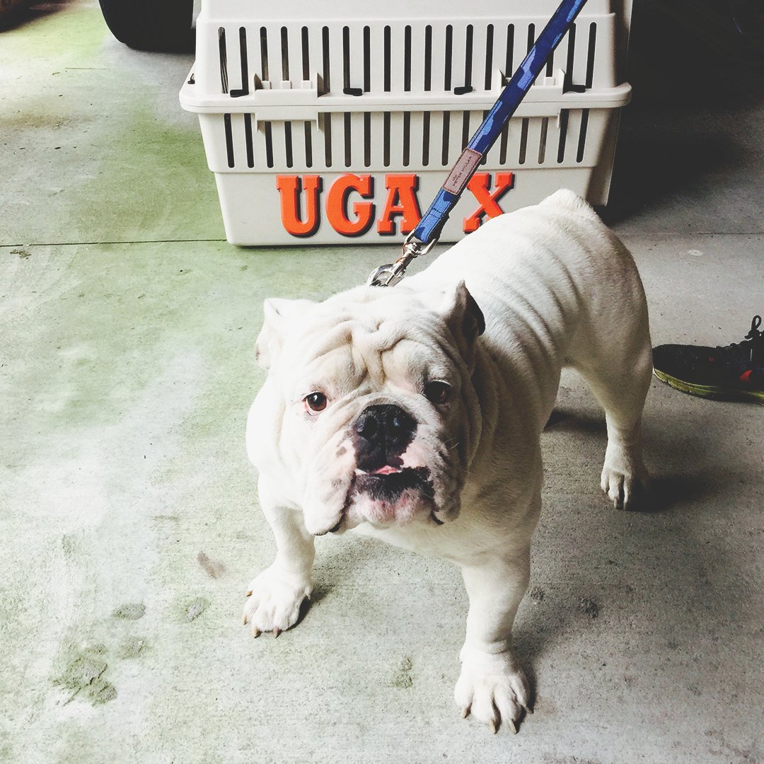 UGAAthletics's tweet photo. Hi.

I miss you.

❤️,
Uga https://t.co/uGi1HdS2as