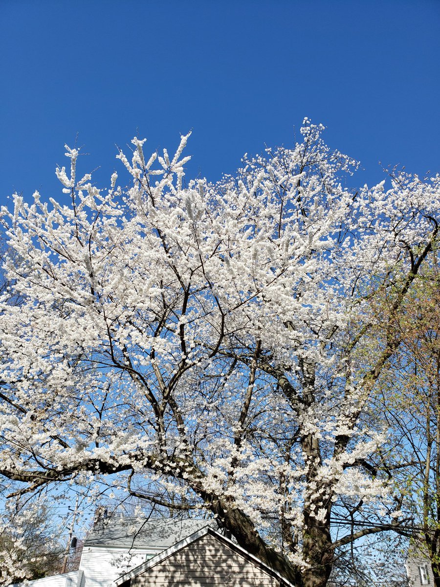 KillerHugsProd's tweet photo. Cherry tree in the back yard is in full bloom!
#1PositiveThing https://t.co/ov11abKCK5