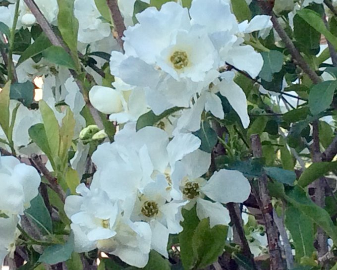 リキュウバイが枯れる原因とは 対策と育て方のポイントとは Every Day