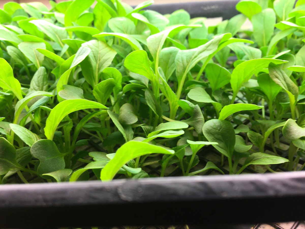 Magdalen Lindeberg tweet media