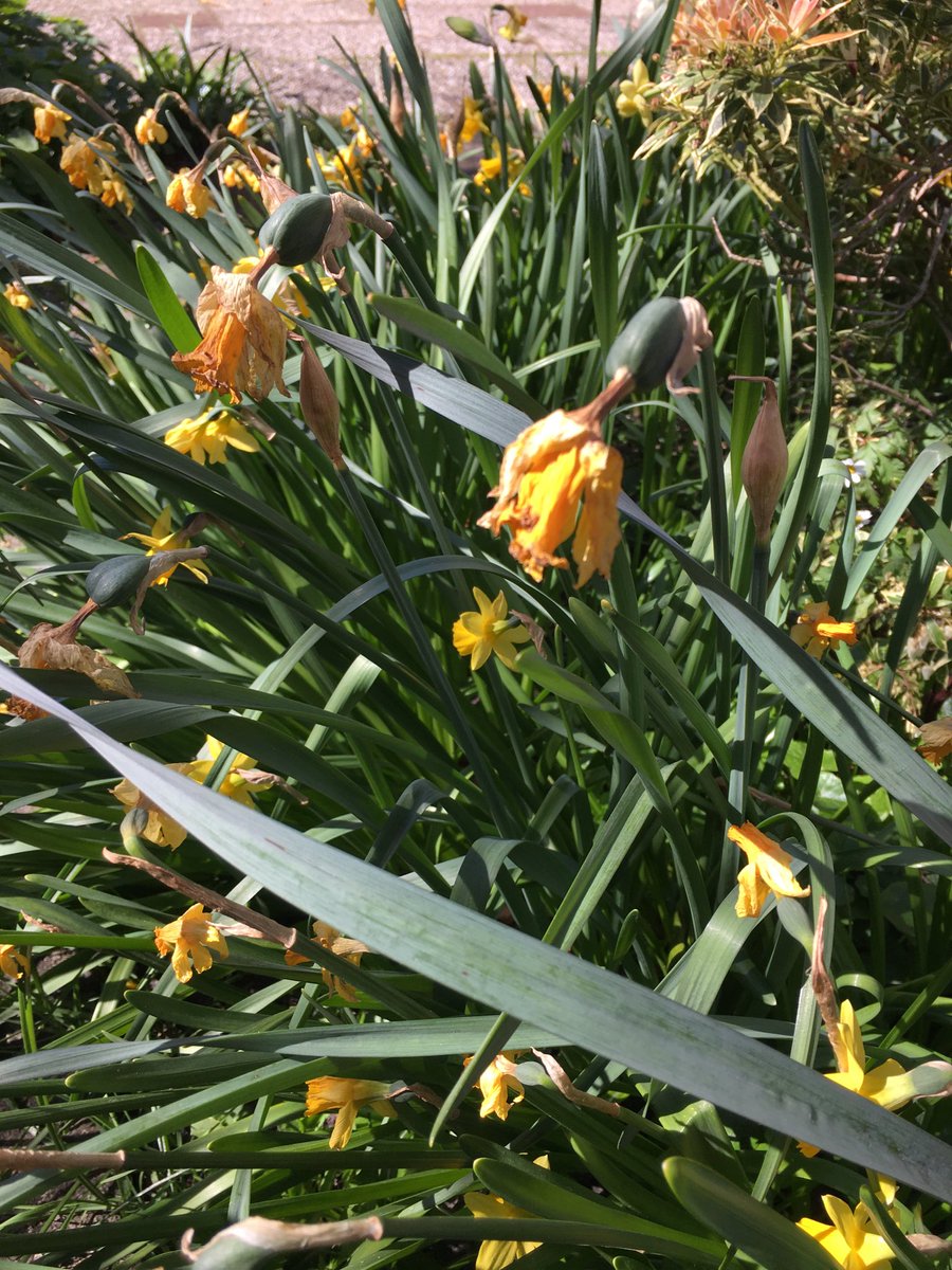 What’s the point? Daffodil out.