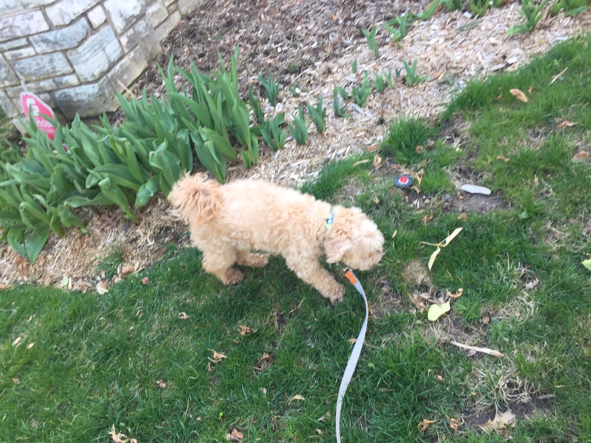 americannanny's tweet image. Walking darling Vee in my home town  or should I say he is walking me? #mondaythoughts #MondayMood #harrisonny