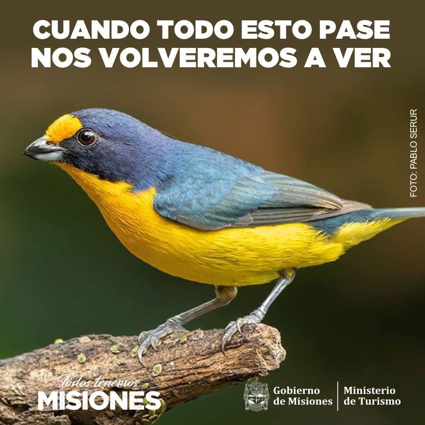 Cuando todo esto pase, volverás a viajar y a encontrarte con la fauna de #Misiones. Ahora #QuedateEnCasa 🏠 

Nuestras aves van a estar esperándote. Como el #TangaráAmarillo 💛 habitante de la #SelvaMisionera.

#TodosTenemosMisiones ❤️🇦🇷
