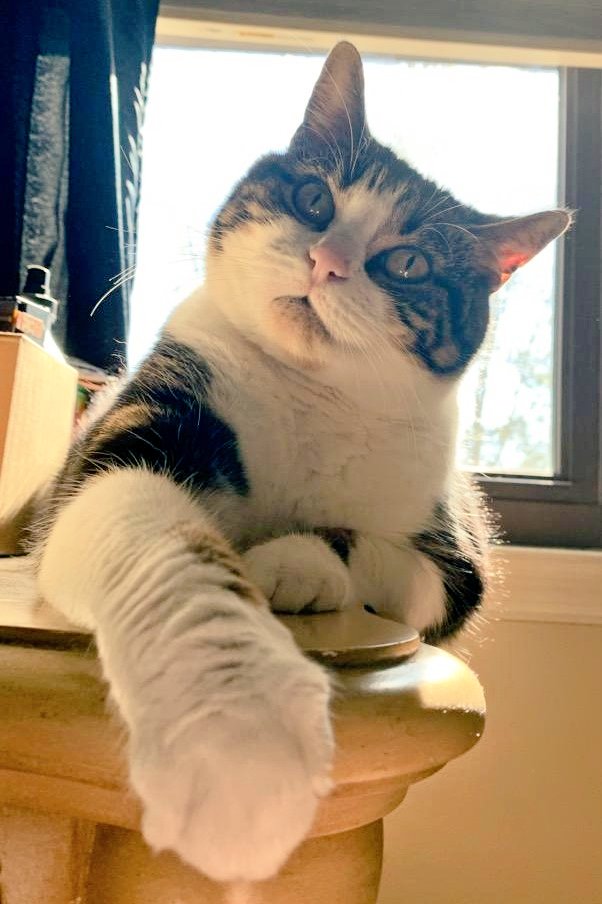 MmamaLlama6's tweet photo. @cats_Riley_Izzy @DaisyCatNine ๐Prada up for a paw shake of high five #squishbeans โค๏ธ #toebeans โค๏ธ #CatsOfTwitter https://t.co/ttALHOL1sE