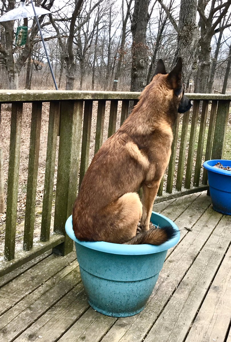 Thanks to the early spring, some of my flowers are really big!