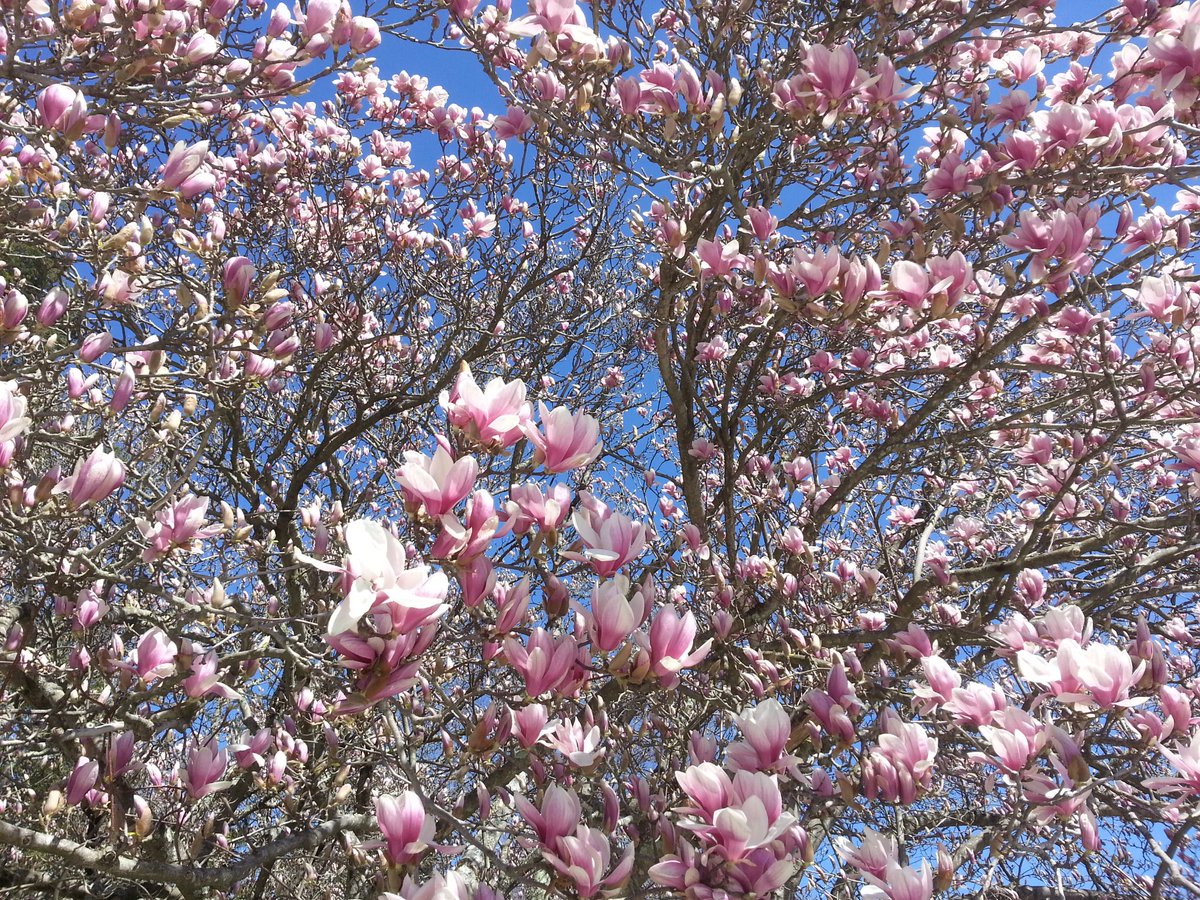 Skibatz's tweet photo. Stunning #magnolias against a bright #blue sky in #Katonah #LasdonPark @WestchesterPark #SpringDoesntWait #CantStopTheSeasons #NYSonPause #stopthespread #WashYourHands #trees #flowers #garden #NYStrong #sunshine โก https://t.co/bekUUHuSAE