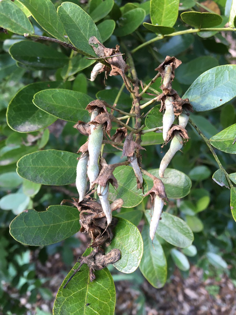 keatingkellie1's tweet photo. Look at how these mountain laurel flowers in my backyard turned into seed pods! #SharingthePlanet https://t.co/Om2vNf72Rh