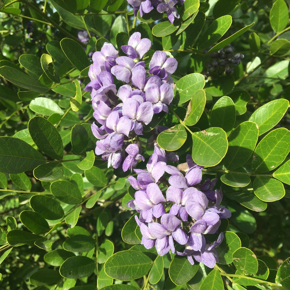 keatingkellie1's tweet photo. Look at how these mountain laurel flowers in my backyard turned into seed pods! #SharingthePlanet https://t.co/Om2vNf72Rh