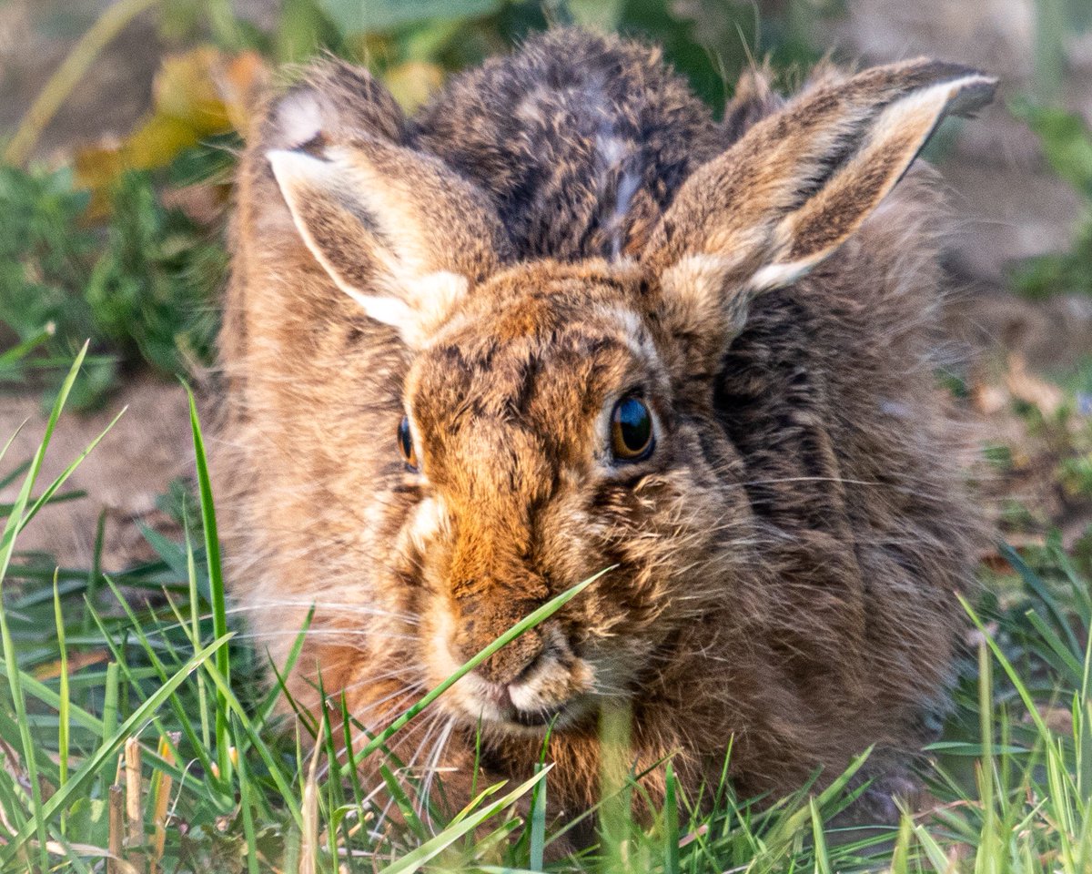 SW_PhotoNature's tweet photo. An early evening walk today and hares were soaking up the evening sun. Just look at that face ❤️ #brownhare #hare #norfolk #countryfile #countryside #lockdownwalk #BBCSpringwatch #BBCWildlifePOTD #klmagazine #wildlifephotography #nature https://t.co/bVtNgdlV38