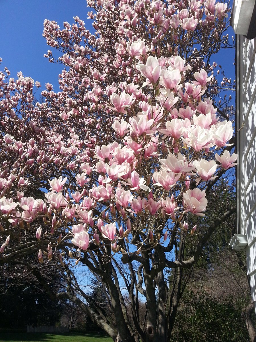 Skibatz's tweet photo. Stunning #magnolias against a bright #blue sky in #Katonah #LasdonPark @WestchesterPark #SpringDoesntWait #CantStopTheSeasons #NYSonPause #stopthespread #WashYourHands #trees #flowers #garden #NYStrong #sunshine โก https://t.co/bekUUHuSAE
