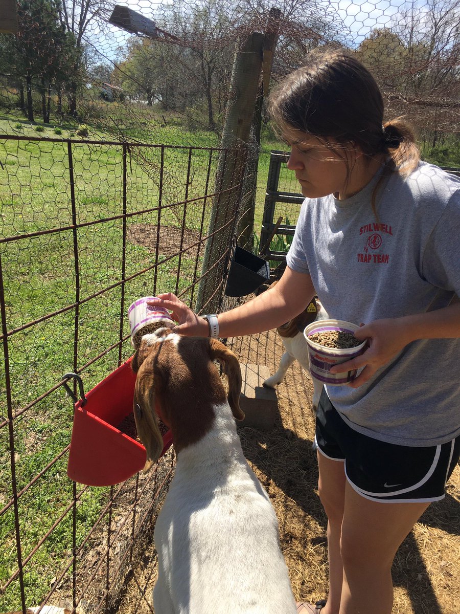 StilwellFFA's tweet photo. This week’s @StilwellFFA SAE spotlight with Jill and her goats!  #agriculture #FarmLife #FFA #OKFFA https://t.co/GZcxEI84YA