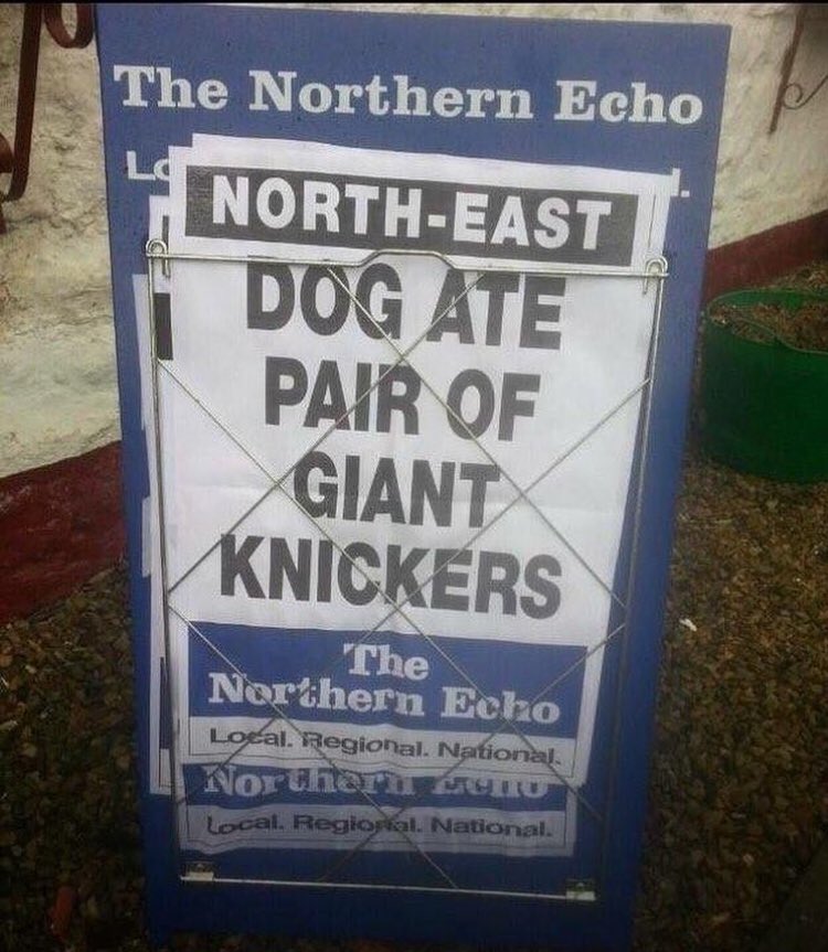 Gus The Fox tweet media