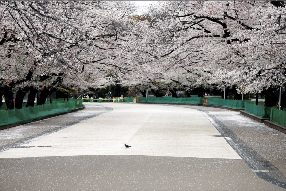 ester viola tweet media