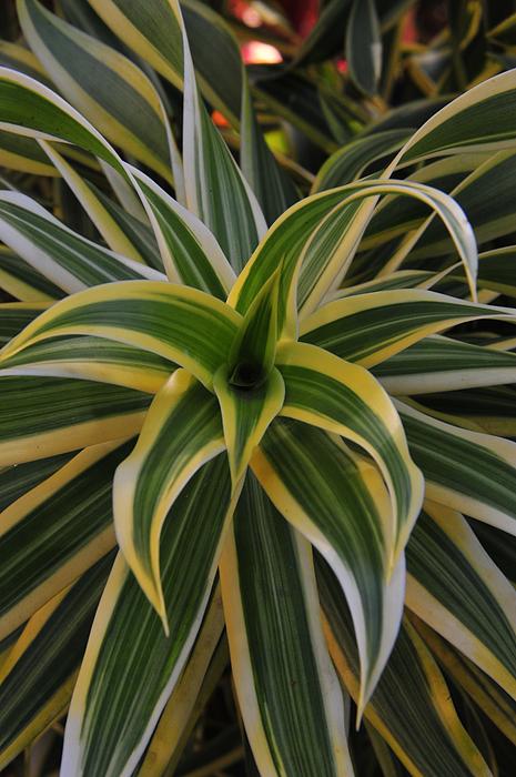 ArtSolutionsInk's tweet image. New artwork for sale! - &quot;Varigated&quot; - pixels.com/featured/varig… @shoppixels