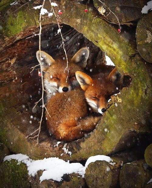 Goodnight! Rest easy 🐾⚘🌍🥱🦊