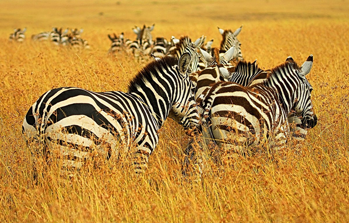 HOME SCHOOL. Make it wild. Did you know?

The collective noun for a glgroup of zebra is a dazzle.
Photo credit: Pawan Sharma on Unsplash.
#Wildlife #Safari #Conservation #Zebra #HomeSchool #WFH #Africa #AdventureTravel #TravelPhotography #Wild #SaveTravel #OneTravelIndustry