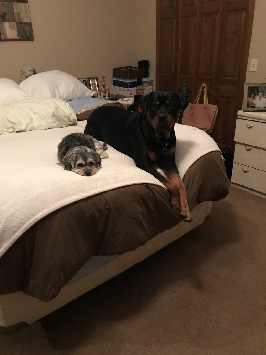 My babies #NYNJSpiritWeek <a href="/CamisBUFF/">Cameron</a>