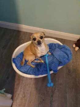 lisaphipps15's tweet photo. Lost: CHARLIE  Tan Chihuahua Male In #Hackleton #NN7 #scanme #missingdog @DoglostUK #doglostuk #doglost  https://t.co/7VgBP9tNs9 https://t.co/IvYBhfApqx