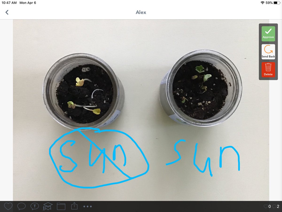 MrsCarrFRSD's tweet photo. A student planted seeds and placed one cup in the sun and one in the dark. What do you notice? #homelearning @RobertHunterES #RHRaccons https://t.co/PMePgET0Bm