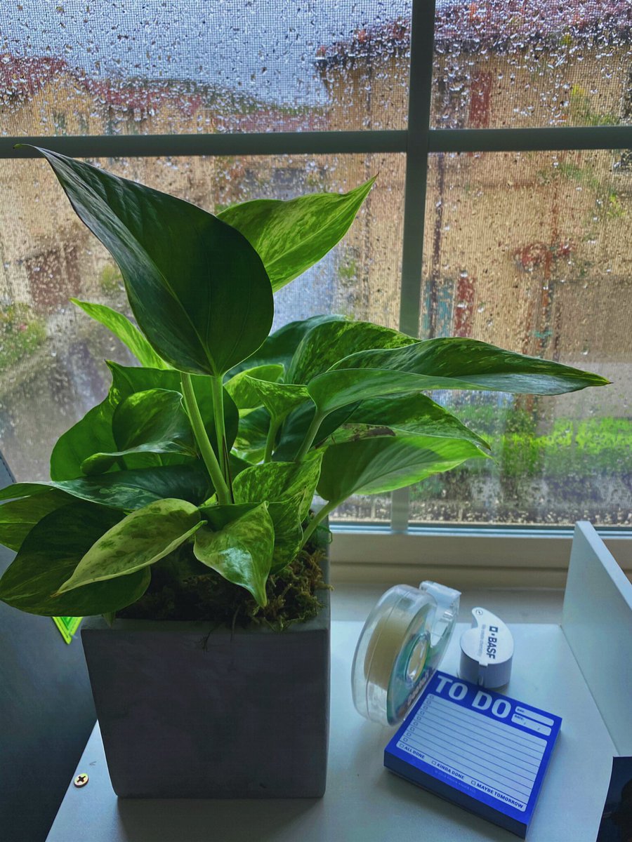 joinmyhorticult's tweet image. I highly recommend a #Pothos plant for your home office🙌 IDK who needs to hear this right now, but plants LITERALLY release oxygen. And oxygen is extra nice when you’re extra stressed💚It’s #SimpleScience #BuyPlantsNotToiletPaper 🤷‍♀️