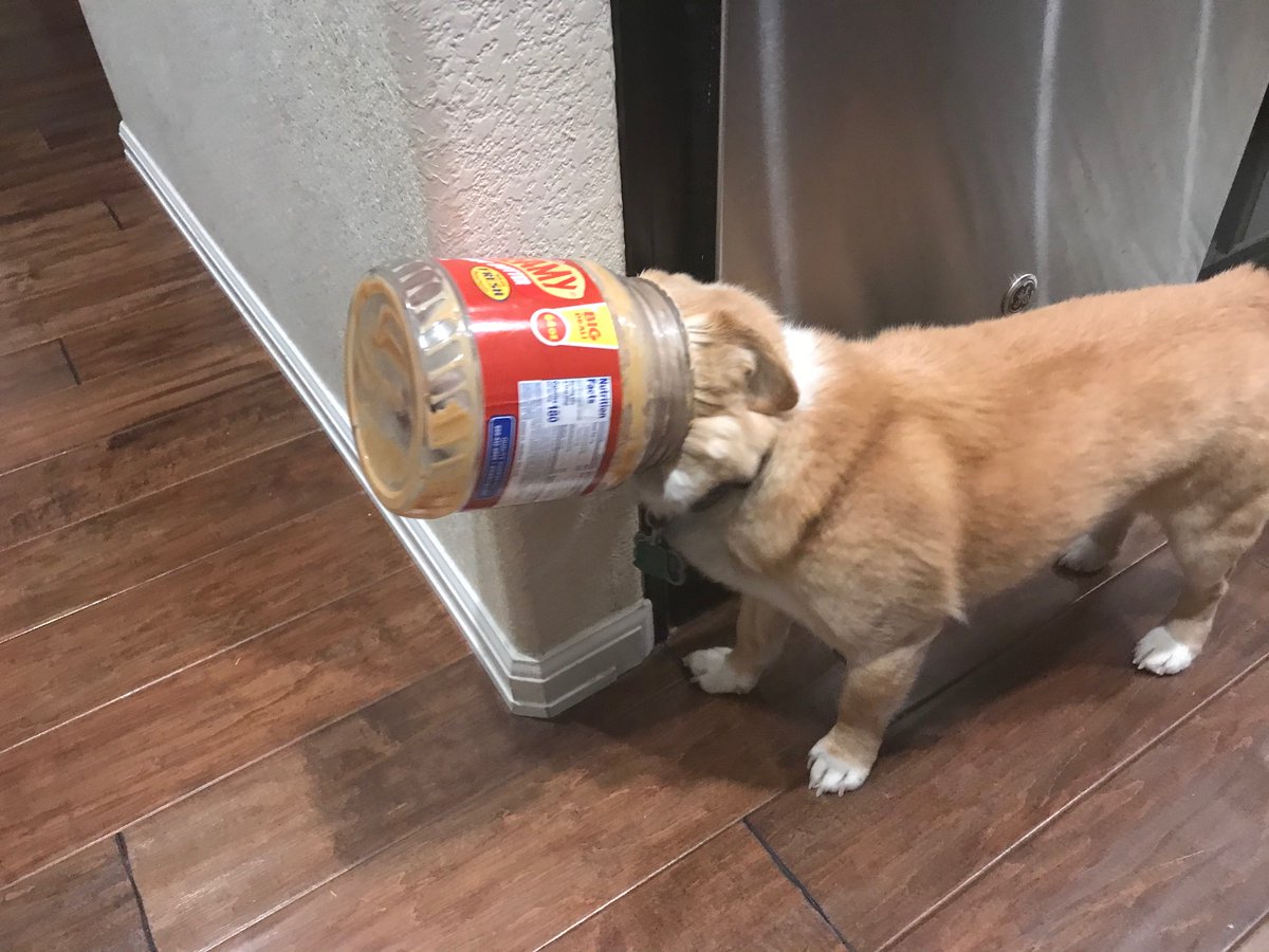 markhaastv's tweet photo. #DaleDog got his head stuck in a peanut butter jar. I got him unstuck, but he dove right back in. https://t.co/Rp84gKvyzm