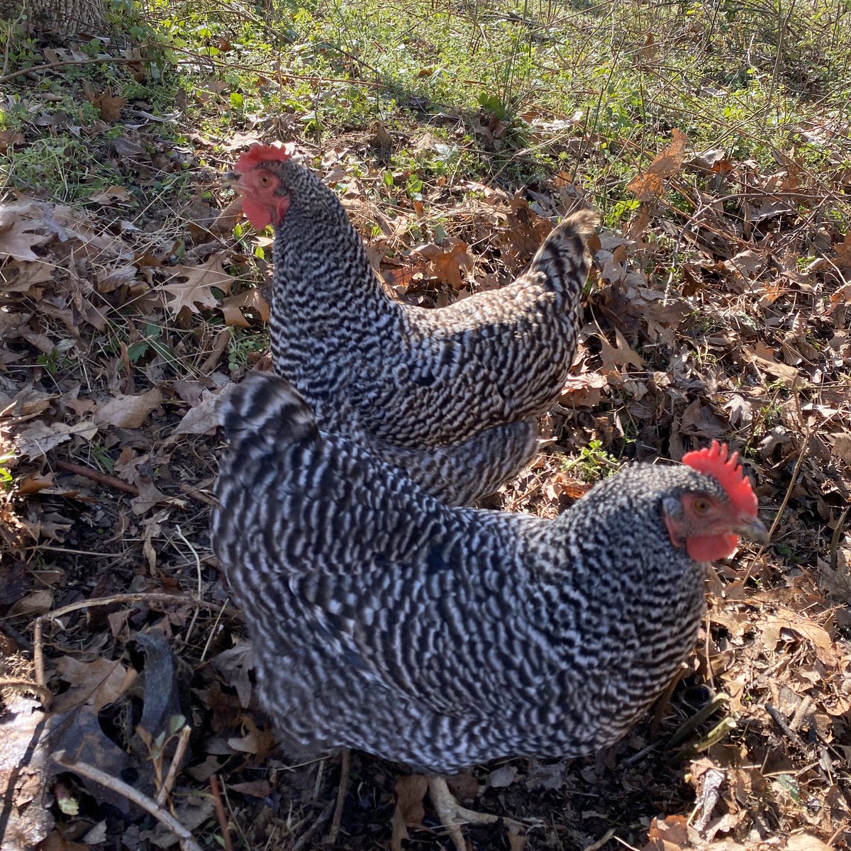 Beautiful day to hangout with our chickens!