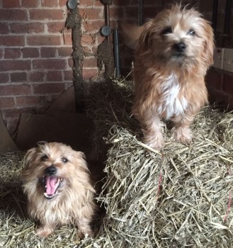 Lost: ALFIE &amp; TWIG Norfolk Terrier FATHER &amp; DAUGHTER In Upper Sapey #WR15 #scanme #missingdog @DoglostUK #doglostuk #doglost  doglost.co.uk/dog-blog.php?d…