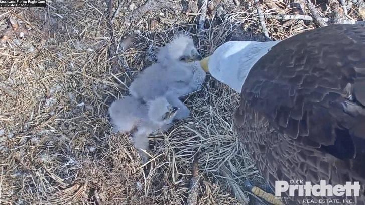 SWFL Eagle Cam tweet media