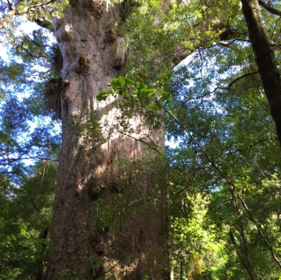 FootprintsNZ's tweet photo. This will end. Life will resume again. And the forest will beckon you once more to flood you with its powerful wisdom and healing energy. The ancient giants of #Waipoua Forest are thousands of years old, patience dwells within their very nature. 🌳🌲🌴 https://t.co/c7VFgScyl7 https://t.co/QdWclXrb5V