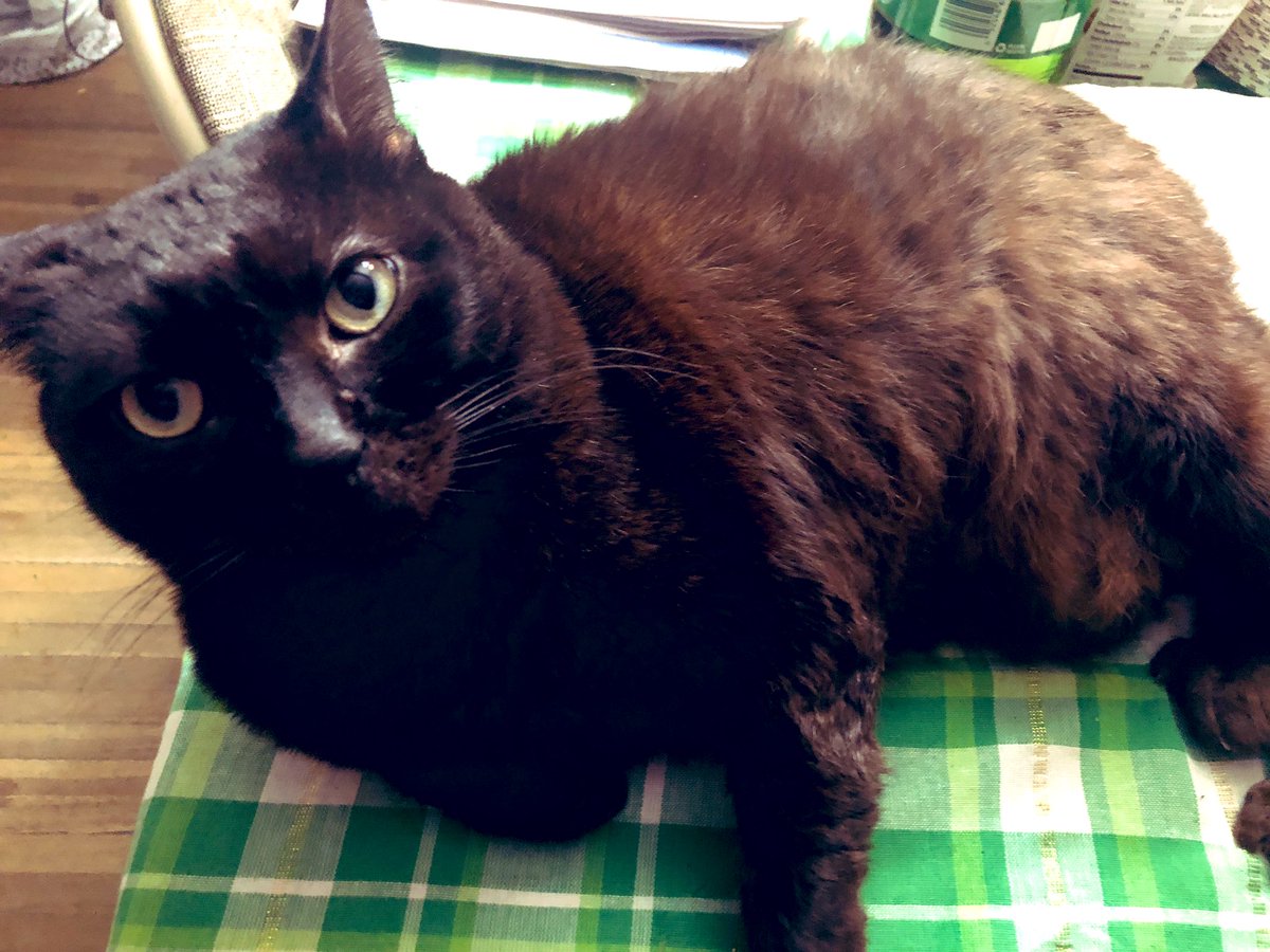 PixifaceSays's tweet photo. I heard mommy arguing with one of The Boy’s teachers on the phone. No one had better be mean to The Boy. Do I need to go cut some bitches? Can I please go cut some bitches? #BiteyCat #WardenPixi #CatsOfTwitter #CatsOfTheQuarantine https://t.co/jBHvV2qCA7