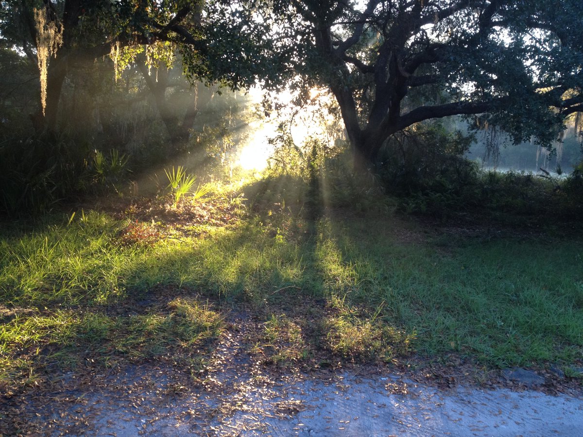 riverguy47's tweet image. Live Oak II