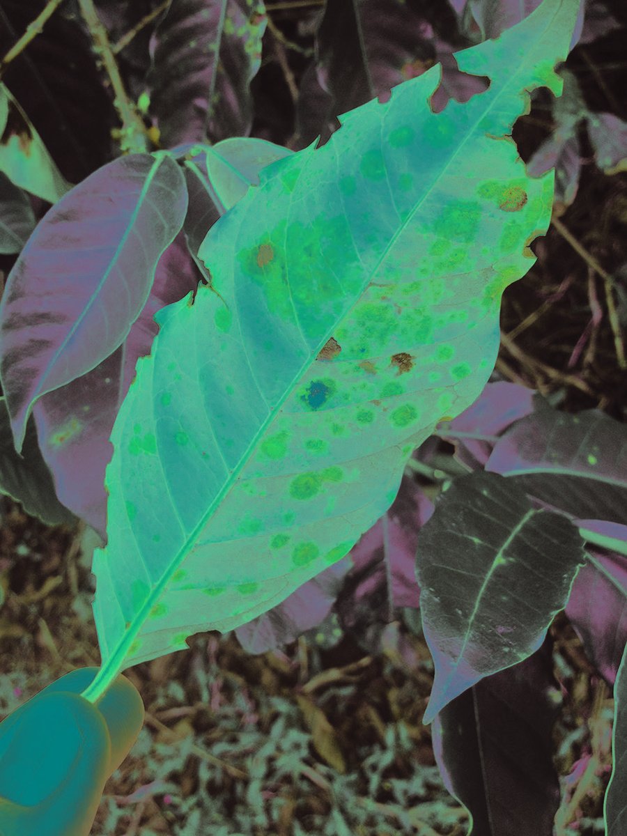 Additional environmental factors that assist the spread of rust include: monocrop plantations (lots of genetically similar, highly susceptible plants all in one place) and poor management leading to unhealthy trees.