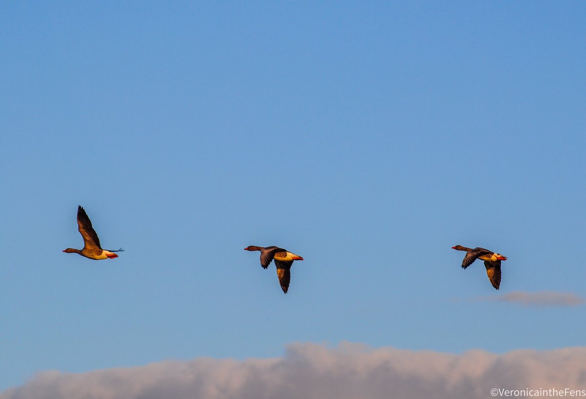 VeronicaJoPo's tweet photo. My daily exercise walk along the river in Ely. 🧚🏼♀️
‘The reason birds can fly and we can't is simply because they have perfect faith, for to have faith is to have wings.
- J.M. Barrie’
#stormhour #flyingwithwings #havefaith #mondaythoughts @StormHour @SpottedInEly @itvanglia https://t.co/Mo81xLT1ib