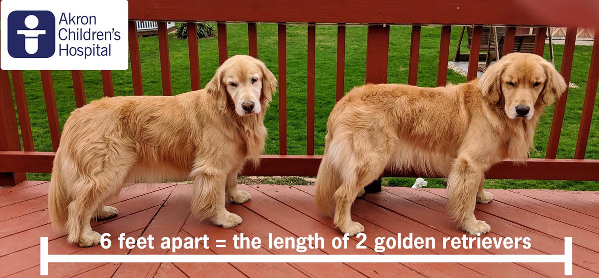 Golden retriever cheap feet