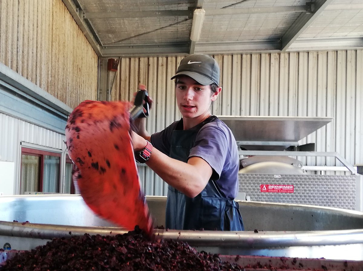 Blackenbrook's tweet photo. Pressing our amazing Pinot Noir 2020 - so lucky to have the family team helping out during lockdown, couldn't do it without Thomas and Isabelle in these testing times!
#familyteam #NZV20 #lockdown2020 #nelsonwine #nzwine #nelsonpinotnoir #pinotnoir https://t.co/XYjuoiMNrU