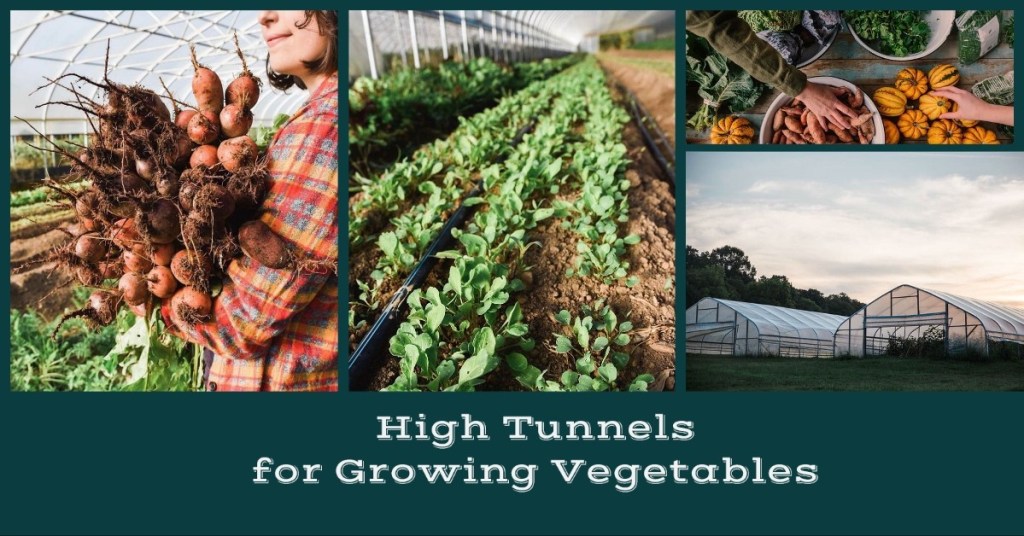 Growing Vegetables with High Tunnels atlasgreenhouse.com/growing-vegeta…