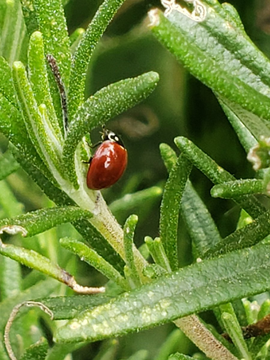 Tim Pyles tweet media