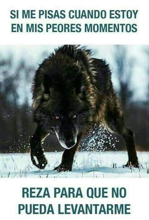 BlackWolf_116 Oficial on Twitter: 