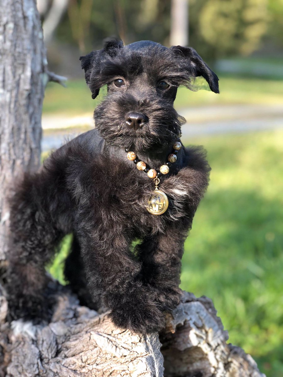 cool schnauzer haircuts