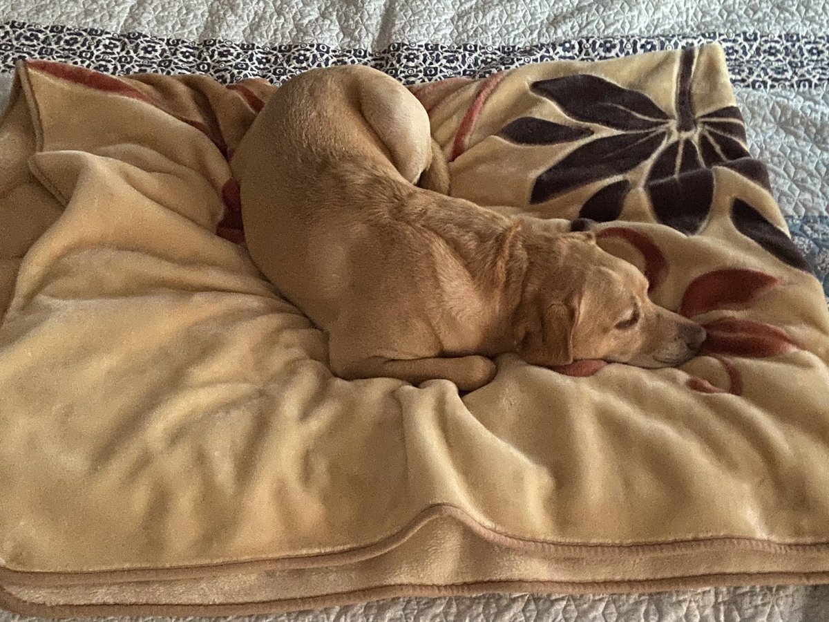 seshnamaharaj's tweet photo. When your co-worker decides he wants to hide for a bit. #needsspace #camouflage #tuesday #dogsoftwitter #MonashfromHome https://t.co/kFhDVt7pPo