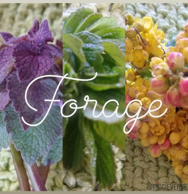 piggieverse's tweet photo. @piggieverse presents Forage!
Make sure that the forage is NOT sprayed! Otherwise! The Wheekers Are Waiting! #piggieversepresents #forage #notsprayed #piggieverse #pv #piggieverseonetsy #cavies #guineapigs #ilovemyguineapigs #meerschweinchen #guineapigsofinstagram https://t.co/sLnbl6psl4