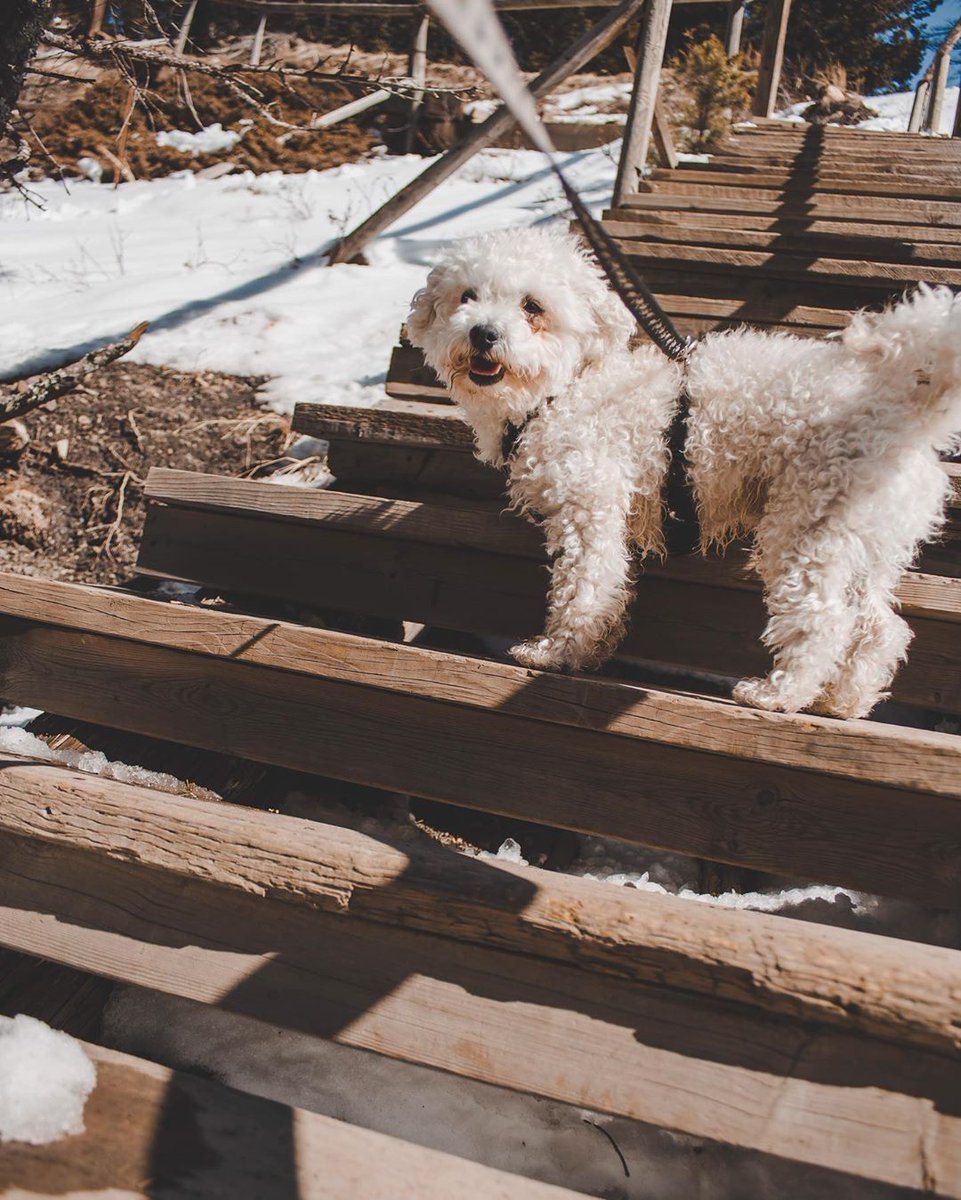 ExploreThePass's tweet photo. Cooper @scramblepuppy took a little jaunt down #MinersPath this weekend! #PupsinthePass πΎ
This historic route was taken by Coleman miners on their way to work at the McGillivray Mine between 1909 and 1957. https://t.co/b7dxGzloWf