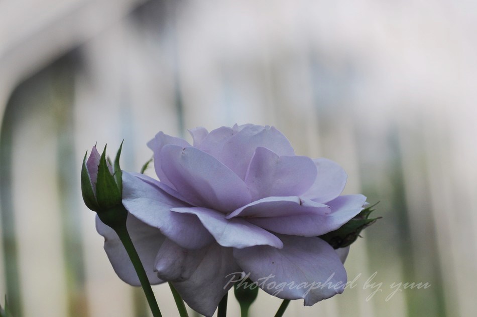 الوسم 薄紫 على تويتر