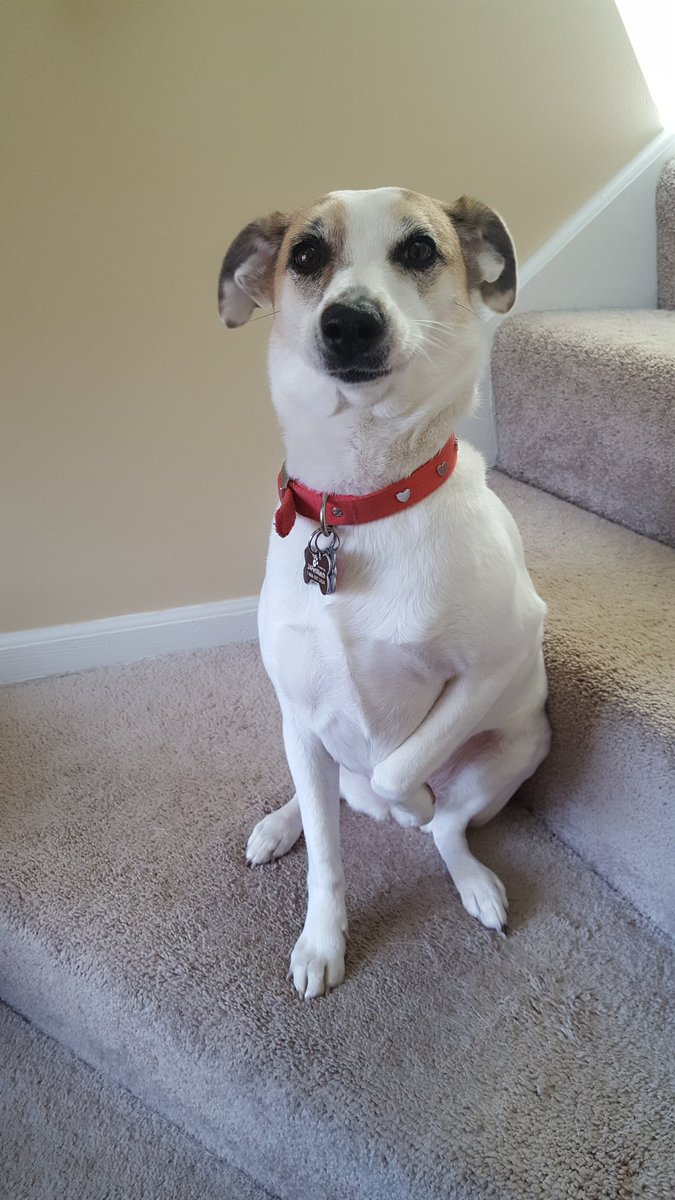 CherylKay926's tweet photo. @JessicaVillag This is Dixie, she is a rescue and the sweetest dog ever. She always raises a paw when posing for photos! https://t.co/AqngAnUa5m