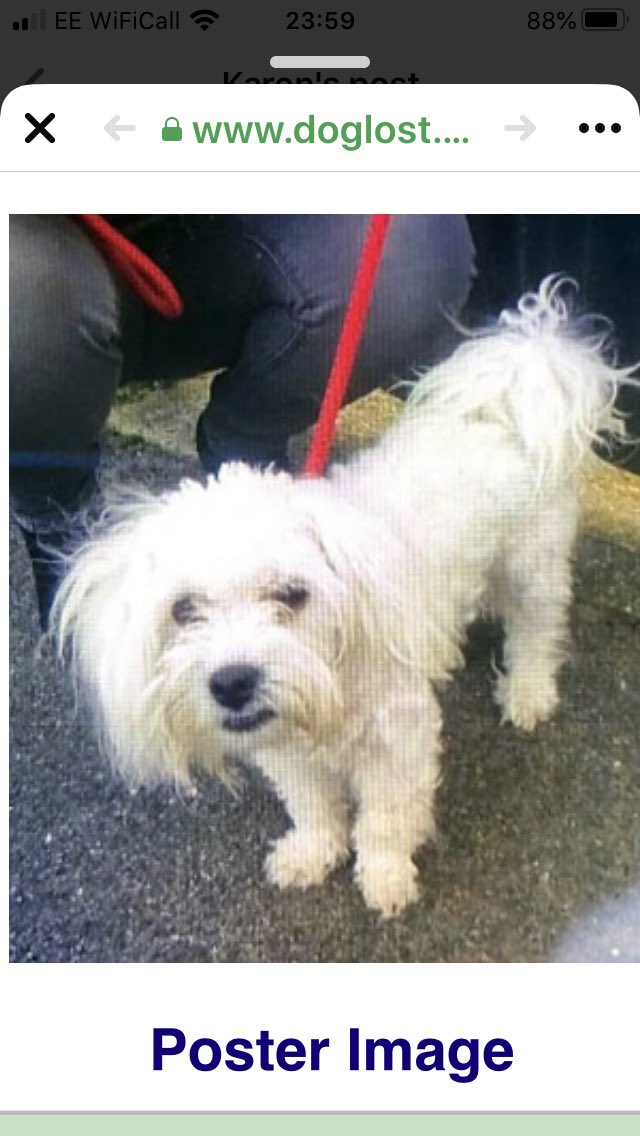 reggiemollieros's tweet photo. Found Dog: White Maltese Male called Pufi Camberley GU17 https://t.co/8zyXjPDuHO Romanian chip not registered in UK likely not a rescue dog but lost by owner in UK but itโs nit known one way or the other. https://t.co/2RKhEVLRIN
