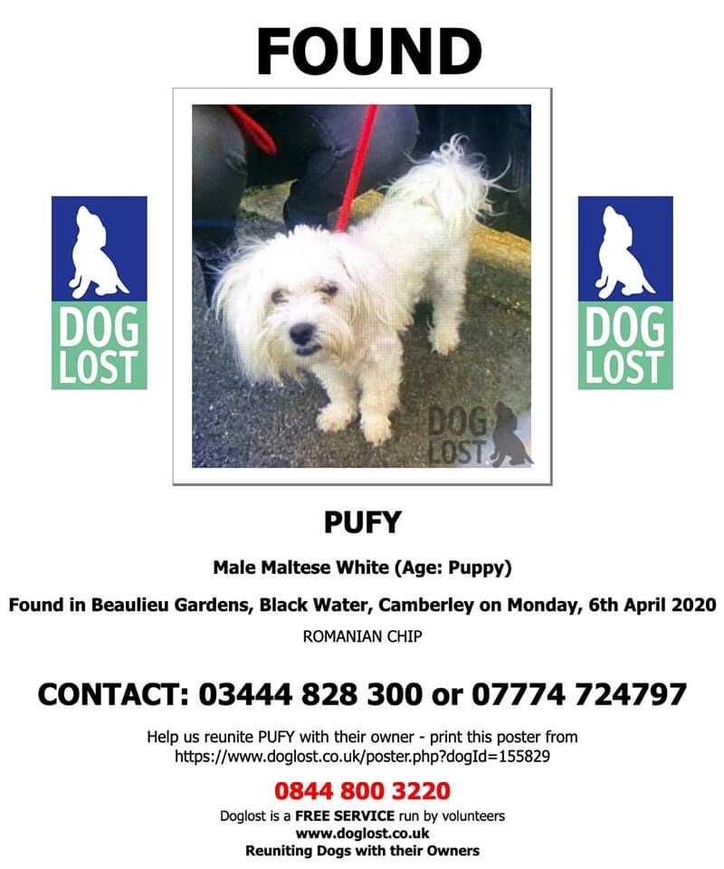 reggiemollieros's tweet photo. Found Dog: White Maltese Male called Pufi Camberley GU17 https://t.co/8zyXjPDuHO Romanian chip not registered in UK likely not a rescue dog but lost by owner in UK but itโs nit known one way or the other. https://t.co/2RKhEVLRIN